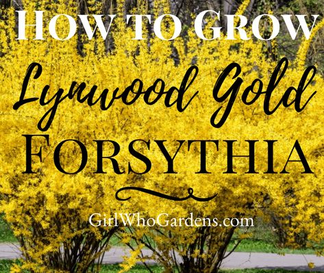 Yellow Forsythia, Fast Growing Shrubs, Zone 9, Garden Girls, Gardening For Beginners, Fast Growing, Easy Going, Hedges, Front Yard