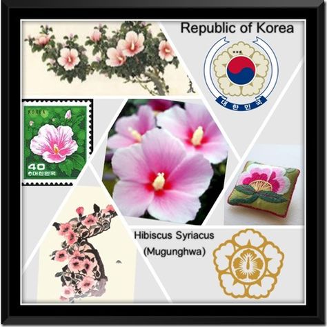 Rose of Sharon Korean National Flower, Korean Patterns, Korea Tattoo, Hibiscus Syriacus, Hibiscus Tattoo, Korean Tattoos, National Flower, Korean History, Korean Wave