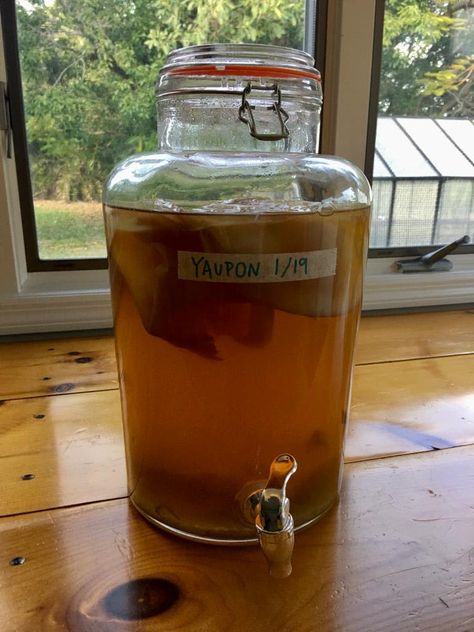 OMG YAUPON KOMBUCHA RECIPE: Yaupon Kombucha from Chef and Fermentation - Yaupon Brothers American Tea Co. Jun Kombucha, Kombucha Scoby, Kombucha Recipe, Fermented Tea, Tea Varieties, Fermented Drink, Healthy Bacteria, Ate Too Much, Weekly Newsletter