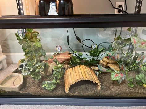 For your first leopard gecko tank, are you seeking for inspiration? Check out some ideas here Bioactive Leopard Gecko Tank, Gecko Enclosure Ideas, Leopard Gecko Setup, Leopard Gecko Enclosure, Gecko Enclosure, Leopard Gecko Tank, Gecko Tank, Tank Terrarium, Fat Tailed Gecko