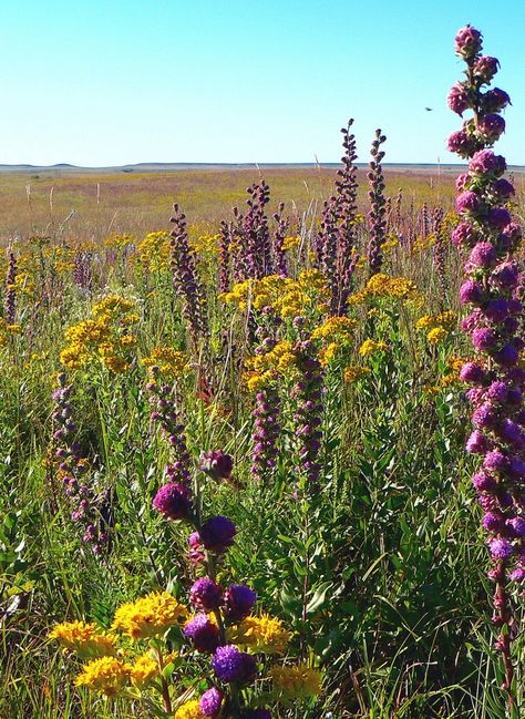 Kansas Nature, Kansas Scenery, Kansas Wildflowers, Kansas Photography, Kansas Prairie, Kansas Day, Tallgrass Prairie, Prairie Planting, Manhattan Kansas