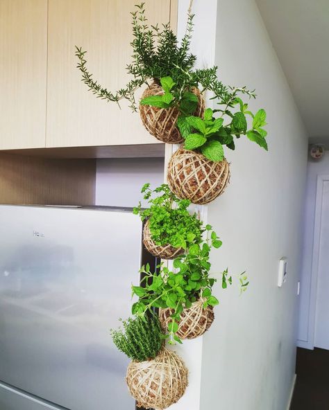 Kokedama Herb Garden, Hanging Herb Gardens Indoor, Kitchen Planters Indoor Herbs, Kitchen Herbs Ideas, Counter Top Herb Garden, Herbs Hanging In Kitchen, Wall Herb Garden Indoor, Herbs In Kitchen, Hanging Herb Garden Indoor