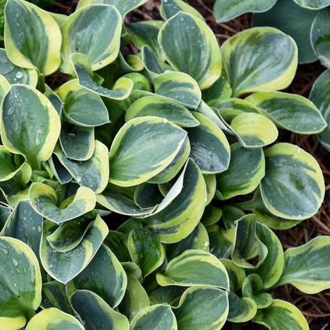 Mini Hostas, Variegated Hosta, Edging Plants, Shade Loving Perennials, Mighty Mouse, White Flower Farm, Hosta Plants, Perennial Shrubs, Border Plants