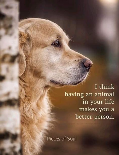 Best Dog Quotes, Animal Lover Quotes, Dog Lover Quotes, Dog Quotes Love, Söt Katt, Dog Rules, Dog Quotes, An Animal, Dog Care