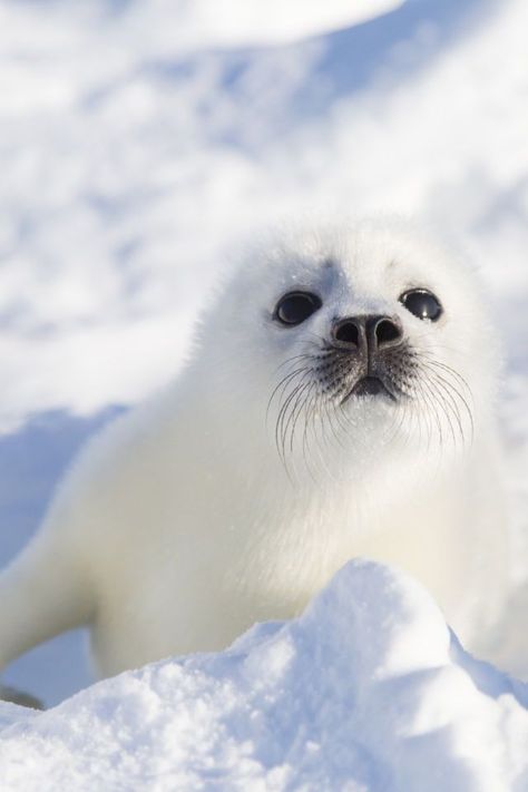 As soft as... a fuzzy seal pup! Harp Seal, Sea Shepherd, Cute Seals, Seal Pup, Baby Seal, 강아지 그림, Cute Animal Pictures, Cute Creatures, Sweet Animals