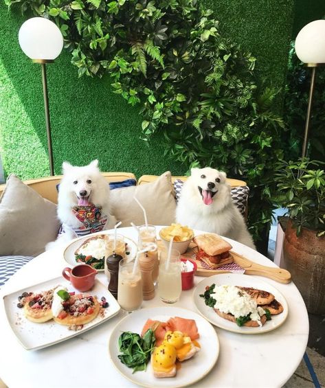 Best Dog Friendly Restaurants in Singapore Check more at https://smartdogdaily.com/best-dog-friendly-restaurants-in-singapore/ Dog Cafe Design, Pet Restaurant, Pet Friendly Cafe, Dog Friendly Restaurant, Pet Cafe, Pitbull Puppies For Sale, Dachshund Puppies For Sale, Cozy Coffee Shop, London Living