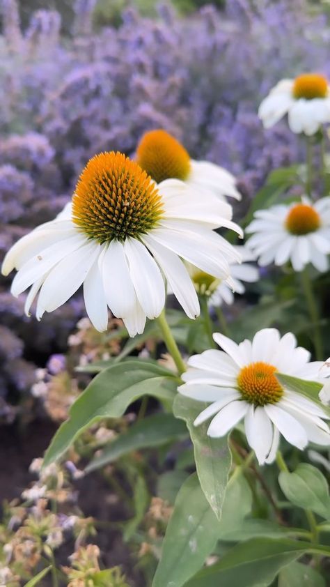 ‘The Price is White’ Echinacea. 🤍 | Garden Answer | Alexander Motovilov · Motovilov: A Little Journey Echinacea White, White Echinacea, Echinacea Purpurea, Landscape Concept, Home Landscaping, Perennial Garden, Outdoor Areas, Garden And Yard, Green Thumb