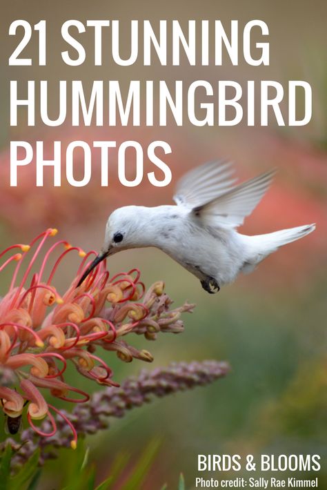 Pics Of Hummingbirds, Hummingbird Images Pictures, Images Of Hummingbirds, Pictures Of Hummingbirds With Flowers, Hummingbird Pictures Photography, Hummingbird Photos Wildlife Photography, Pictures Of Hummingbirds, Hummingbird Pictures Amazing Photos, Hummingbird Pictures Art