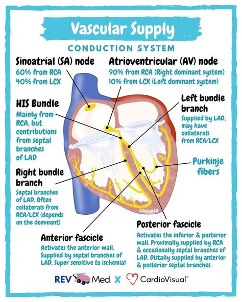 Coronary Artery, Nursing School Essential, Studying Medicine, Nursing Study Guide, Nursing School Motivation, Brain Facts, Nursing School Studying, Nursing School Tips, Medical School Studying