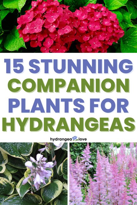 Love your hydrangeas but need ideas for what to plant with them? Here are the best companion plants for hydrangeas! (What to plant with hydrangeas) Plant With Hydrangeas, What To Plant With Hydrangeas, Best Companion Plants, Planting Marigolds, Hydrangea Tree, Hydrangea Landscaping, Types Of Hydrangeas, Hydrangea Varieties, Shade Loving Perennials