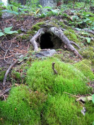 Ground squirel burrow Waterton, Alberta moss,roots,hole,underground,forest,trees,ground Hole In Ground, Underground Forest, Waterton Alberta, Sonic Landscape, Forest Ground, Tree Hole, Science Images, Hollow Tree, Warrior Cat Oc