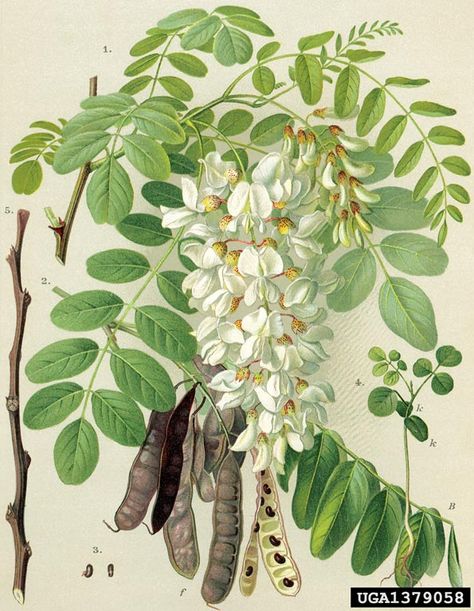 Robinia Pseudoacacia, Fauna Illustration, Plant Drawing, Botanical Painting, Tree Illustration, Scientific Illustration, Plant Illustration, Botanical Drawings, Plant Art