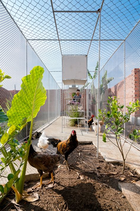 chickens and ducks feel a little less cooped in this tropical space habitat Backyard Chicken Run, Chicken Backyard, Animal Architecture, Pollo Tropical, Chickens And Ducks, Birds House, Backyard Coop, Coop Design, Chicken Run