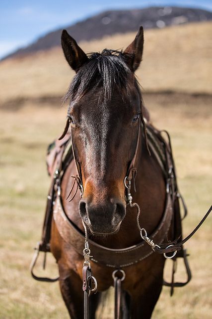 I have to pin this here. Beautiful cow pony with all the riggings, and a gorgeous backdrop to boot. My want for all of these things is over 9000. Dark Brown Horse, Western Horses, Rodeo Horses, Into The West, Bay Horse, Quarter Horses, Dream Horse, Rodeo Life, American Quarter Horse