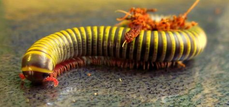 NE England Jamaican Bumblebee Millipede - Reptile Forums Bumblebee Millipede, Bug Board, Centipedes, Beautiful Bugs, Arthropods, Lizards, Wild Life, Flora And Fauna, Creepers