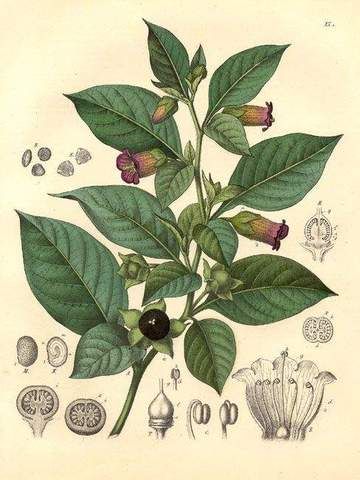 Atropa Belladonna has a long history of use as a medicine, cosmetic, and even as a poison. Deadly Nightshade or Belladonna is one herb not for the novice witch or backyard herbalist. It has a well earned, hauntingly beautiful past and produces poisonous alkaloids that if not carefully cultivated can be deadly. Heather Tattoos, Nightshade Flower, Poison Garden, Poisonous Plants, Illustration Botanique, Natural Curiosities, Botanical Illustrations, Scientific Illustration, Plant Illustration