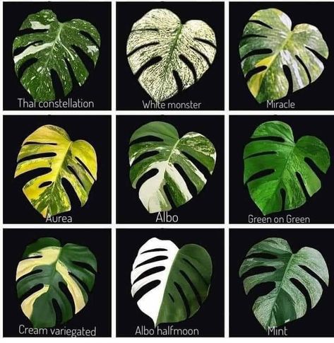 Monstera Variegata, Monstera Aurea, White Monster, Variegated Monstera, Plant Care Houseplant, Indoor Gardens, Plant Identification, Monstera Deliciosa, Garden Of Eden