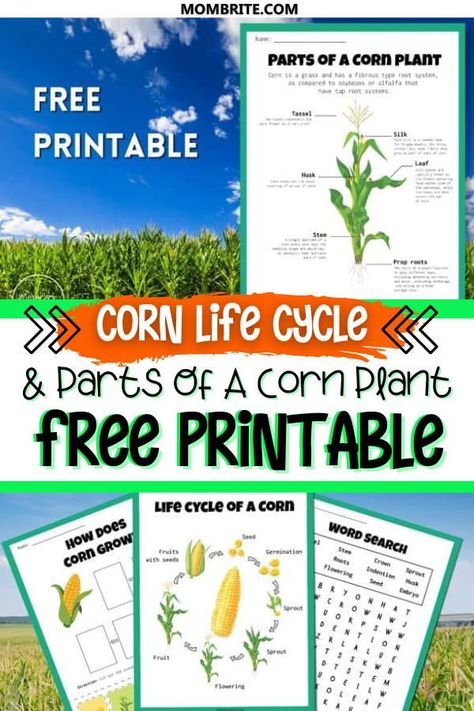 Teaching your preschooler all about the life cycle of corn? Use this free printable worksheet to educate your preschooler or kindergartener all about the parts of a corn plant, kernel and more! #homeschoolingprintables #freeeducationalprintables Plants Life Cycle Activities Free Printable, Life Cycle Of A Corn Plant, Life Cycle Of Corn Preschool, Corn Life Cycle Preschool, Corn Preschool, Plant Life Cycle Foldable, Plants Life Cycle Activities, Life Cycles Preschool, Homeschool Units