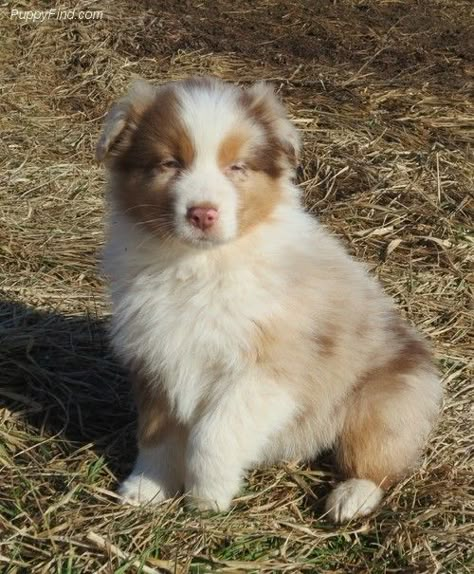 Red Merle Mini Aussie, Aussie Shepherd Puppy, Australia Shepherd, Australian Shepherd Red Tri, Mini Aussie Puppy, Cute Puppy Wallpaper, Australian Shepherd Puppy, Aussie Puppies, Mini Aussie