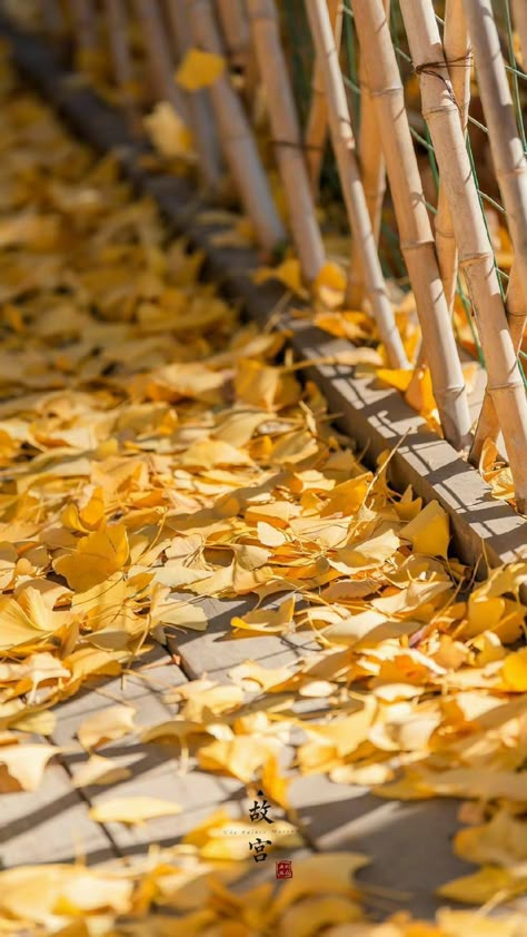 Ginkgo Aesthetic, Gingko Wallpaper, Jing Yuan Wallpaper, Golden Hour Nature, Chinese Poem, Aesthetics Pictures, Autumn In My Heart, Korean Travel, Leaves Photography