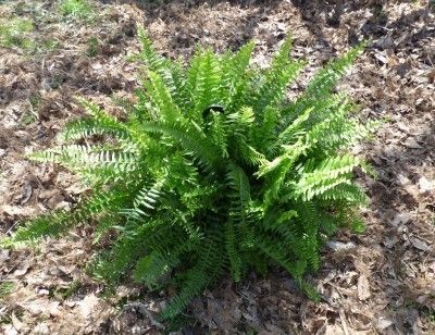 boston fern autumn Ferns In Winter, Herb Garden Boxes, Fern Care, Ferns Care, Ferns Garden, Winter Care, Boston Fern, Overwintering, Winter Vegetables