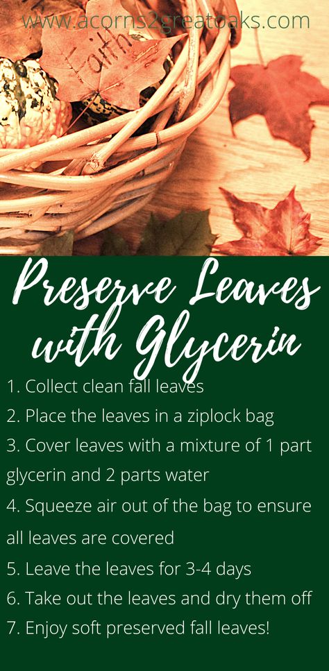 Preserve Leaves With Glycerin, Preserving Leaves With Glycerin, How To Preserve Fall Leaves, Preserving Fall Leaves, Couronne Halloween, Preserving Leaves, Preserve Fall Leaves, How To Preserve Leaves, Preserve Leaves