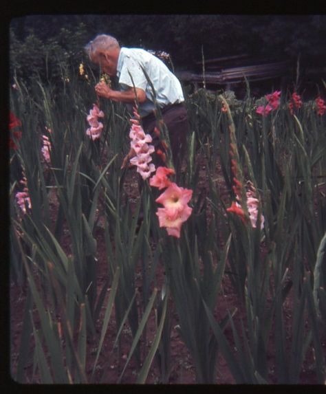 lostslideshows: “Stop to Smell the Flowers” - 1967 Flower Fairies Books, Smelling Flowers, Flowers Aesthetic, Fairy Book, Flower Fairy, Lost & Found, Photo Colour, The Flowers, Back In The Day