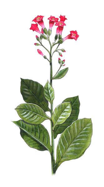 'Tobacco plant - Nicotiana tabacum' by William Rossin on artflakes.com as poster or art print $16.63 Community Medicine, Lungs Drawing, Molecule Art, Dali Art, Gallery Prints, Plant Tattoo, Leaves Illustration, Flower Stock, Ceramics Pottery Art