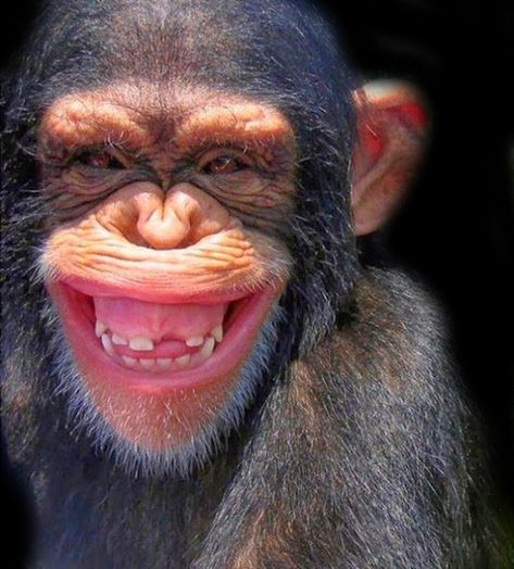 Laughing Animals, Smiling Animals, Silverback Gorilla, Monkey Pictures, Monkey Face, Animals Photos, Great Ape, Animals Funny, A Monkey