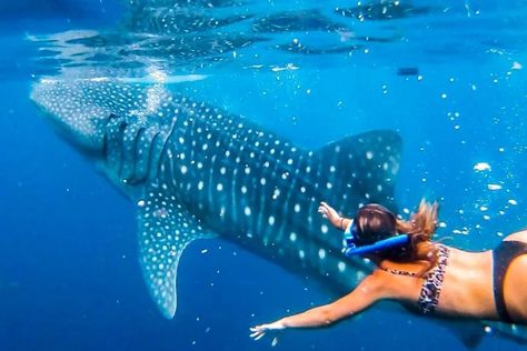 Swimming and snorkeling with Whale Sharks in the Philippines was magical. Get it on your bucket-list. Bohol Philippines, Swimming With Whale Sharks, Whale Sharks, Cave Paintings, Bohol, Whale Shark, Gentle Giant, Sharks, The Philippines