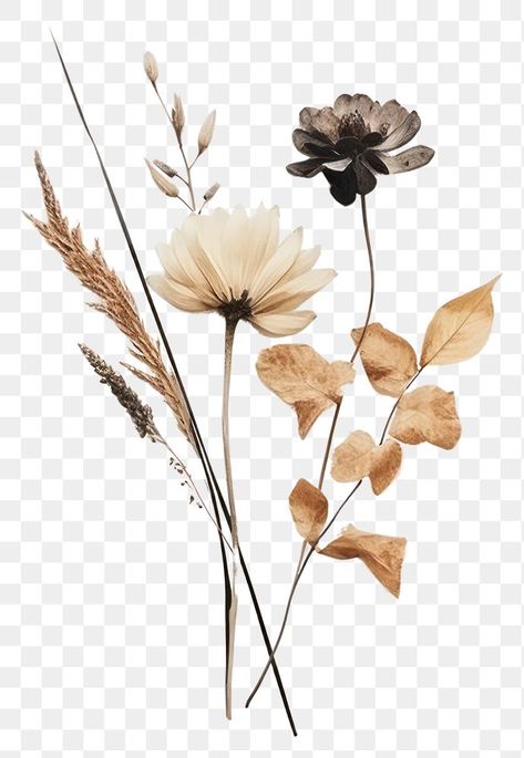 Dried Flowers Png, Art White Background, Flower Border Png, Art Of Persuasion, Digital Invitations Wedding, Png Flower, Flowers Png, Dry Plants, Dry Flower