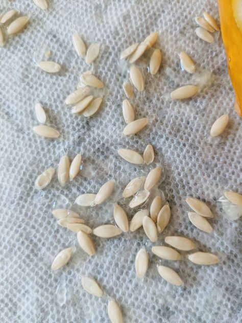 Cucumber Seeds Saving, How To Save Cucumber Seeds, Harvesting Cucumber Seeds, Saving Cucumber Seeds, Cucumber Seeds Starting, Cucumber From Seed, How To Store Seeds, Flower Tunnel, Fried Cucumbers