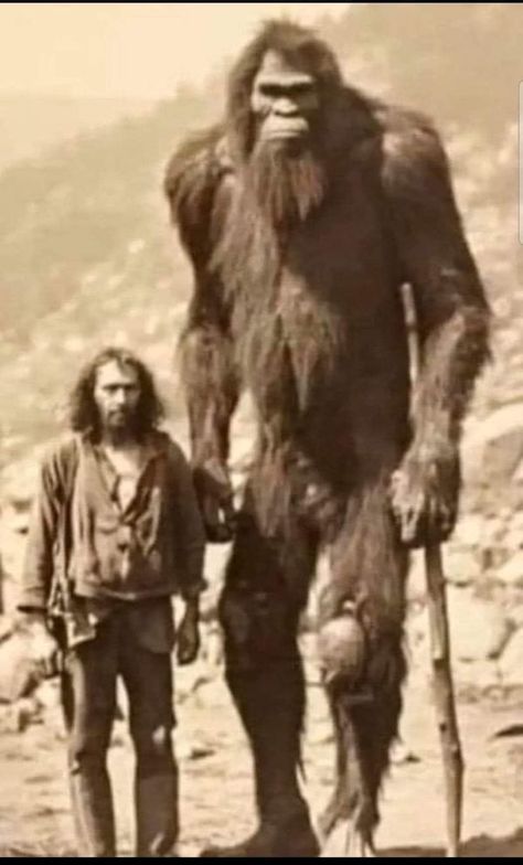 Real Bigfoot Pictures, Real Bigfoot, Creepy Old Photos, Gym Fails, Bigfoot Pictures, Gym Fail, Bigfoot Art, Vintage Photo Prints, Bigfoot Sightings