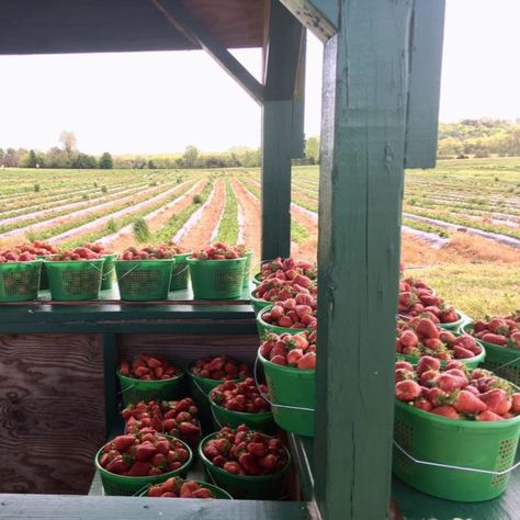 Nashville Farmers Market, Blackberry Picking, Berry Cobbler, Strawberry Farm, Berry Picking, Future Farms, Berry Farm, Blueberry Jam, Local Farm