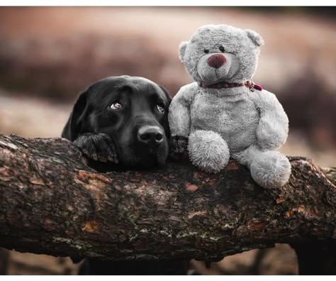 Puppy Photoshoot, Props Ideas, Dog Best Friend, Dog Photoshoot, Me And My Dog, Black Labs, Puppy Photos, Labrador Puppy, Black Labrador