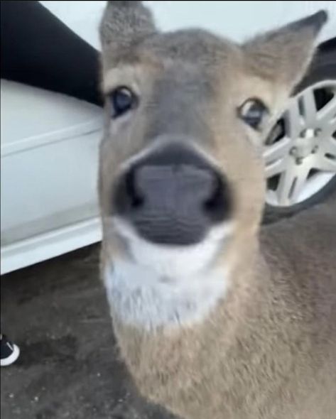 funny lookin stupid goofy deer deer funny asl omm Cursed Deer Images, Deer Reaction Pic, Deer Meme Funny, Silly Deer Pictures, Deer Profile Picture, Deer Person, Funny Deer Pictures, Deer Pfp, Deer Fursona