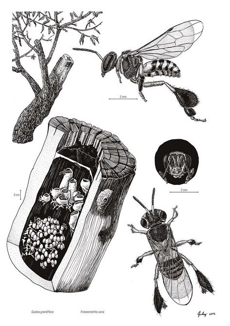 Bee Identification, Insect Identification, Science Infographics, Stingless Bees, Science Illustration, Bee Garden, Bee Art, Tropical Art, Art Drawings Sketches Creative