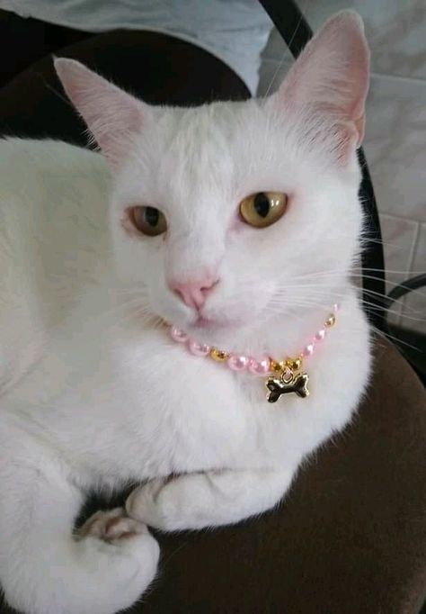 Beaded Cat Collar, Cat Collars Diy, Dog Accesories, Diy Dog Collar, Collars Diy, Cat Icon, Dog Necklace, Luxury Pet, Dog Jewelry