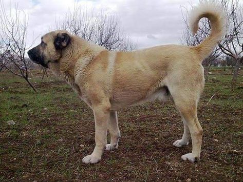 Sarabi Dog, Kangal Shepherd, Central Asian Shepherd, Mixed Dog Breeds, Protection Dogs, Caucasian Shepherd, Guardian Dog, Livestock Guardian Dog, Livestock Guardian