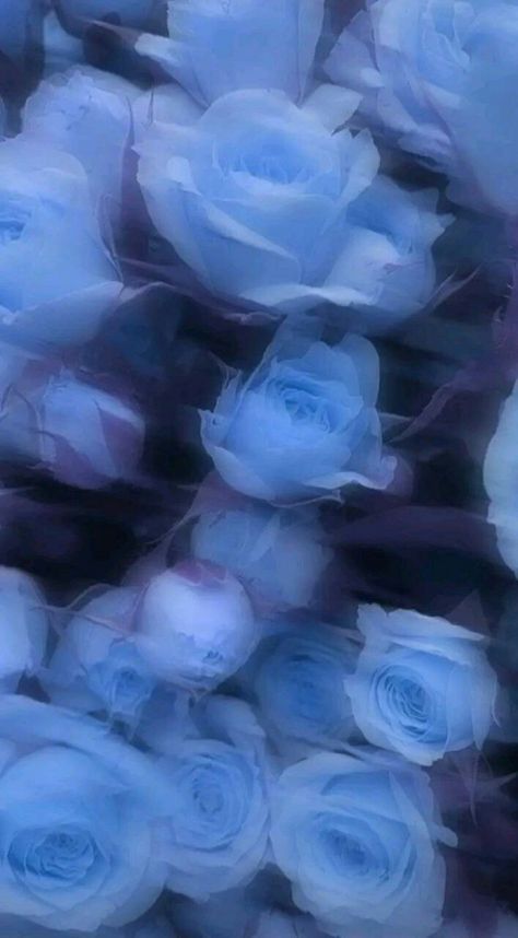 Pretty Flowers Pictures, Blue Roses Wallpaper, Blue Flower Wallpaper, Iphone Wallpaper Classy, Cute Blue Wallpaper, Desain Editorial, Wallpaper Flowers, Pretty Landscapes, Iphone Wallpaper Photos