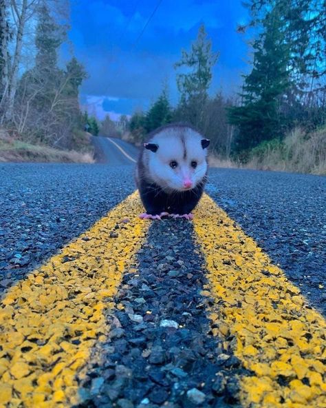 Aesthetic Possum, Opposum Funny, Possum Pfp, Possum Aesthetic, Cute Possum, Baby Possum, Awesome Possum, Animal Tails, Cute Rats