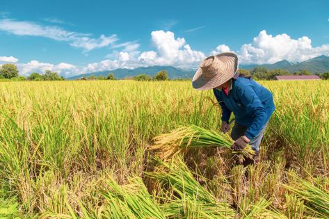 Farmers are harvesting rice in the hot s... | Premium Photo #Freepik #photo #food Rice Harvesting Photography, Farmer Harvesting Photography, Rice Farm Photography, Filipino Farmers Photography, Rice Field Photography, Harvest Photography, Farming Landscape, Agriculture Pictures, Harvest Pictures