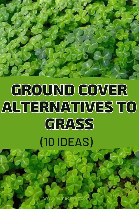 Exploring ground cover alternatives to grass could relieve you from added work while still providing you with the features you look for in your outdoor space. From low-maintenance to eco-friendly options, here are 10 ground cover alternatives to check out. Stepable Ground Cover, No Mow Ground Cover, Planting Ground Cover, Landscaping With Ground Cover Plants, Grassless Yard Ideas, Low Maintenance Grass Alternatives, Ground Cover Instead Of Lawn, Alternatives To Grass In Backyard, Front Yard Ground Cover Ideas