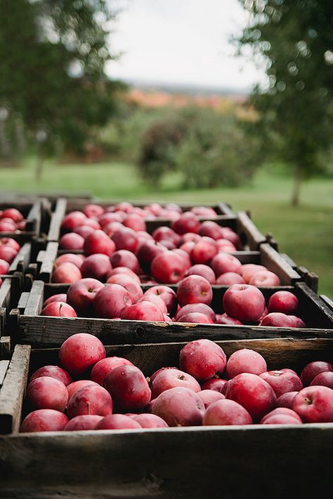 Potato Farm, September Ends, Farm Photography, Bountiful Harvest, Apple Harvest, Farms Living, Apple Orchard, Harvest Time, Autumn Harvest