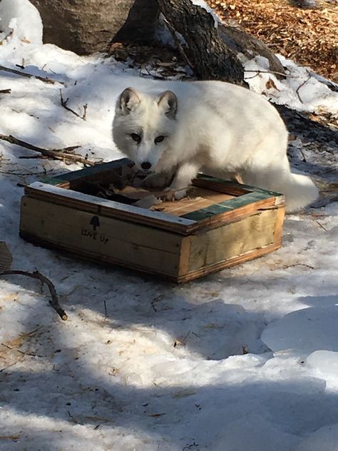 Contrafreeloading in Zoos and Aquariums - Bird Enrichment, Enrichment Projects, Squirrel Monkey, How To Build Steps, Hay Bag, Pet Day, Hobby Farms, Grizzly Bear, Primates