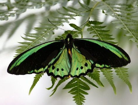 Birdwing Butterfly, Moth Caterpillar, Flying Flowers, Cottage Charm, Beautiful Bugs, Butterfly Pictures, Butterfly Kisses, Cairns, Butterfly Garden