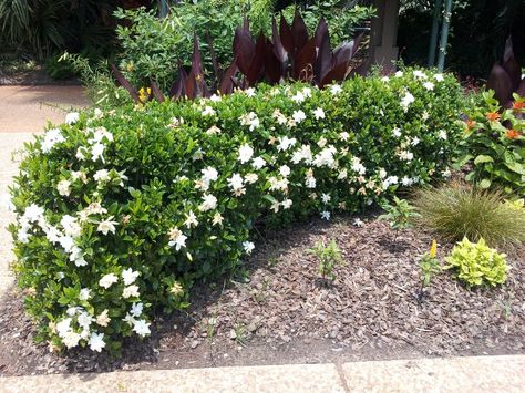 Another example of a low gardenia hedge.  I was thinking of something a bit squarer almost like boxwood if it can be easily pruned to that shape. Gardenia Hedge, August Beauty Gardenia, Gardenia Bush, Tropical Gardening, Gardenia Plant, Atlanta Botanical Garden, Acid Loving Plants, Tropical Backyard, Front Garden Design