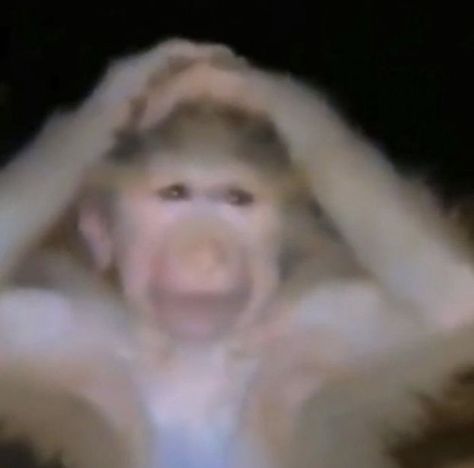 Monkey Icon, Monkey Memes, Hand On Head, Monkey Pictures, A Monkey, Monkeys Funny, Cute Monkey, Silly Animals, Very Funny Pictures