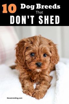 Small Family Dogs, Cutest Small Dog Breeds, Miniature Dog Breeds, Dog Breeds That Dont Shed, Top 10 Dog Breeds, Family Dogs Breeds, Best Small Dogs, Top Dog Breeds, Cute Small Dogs