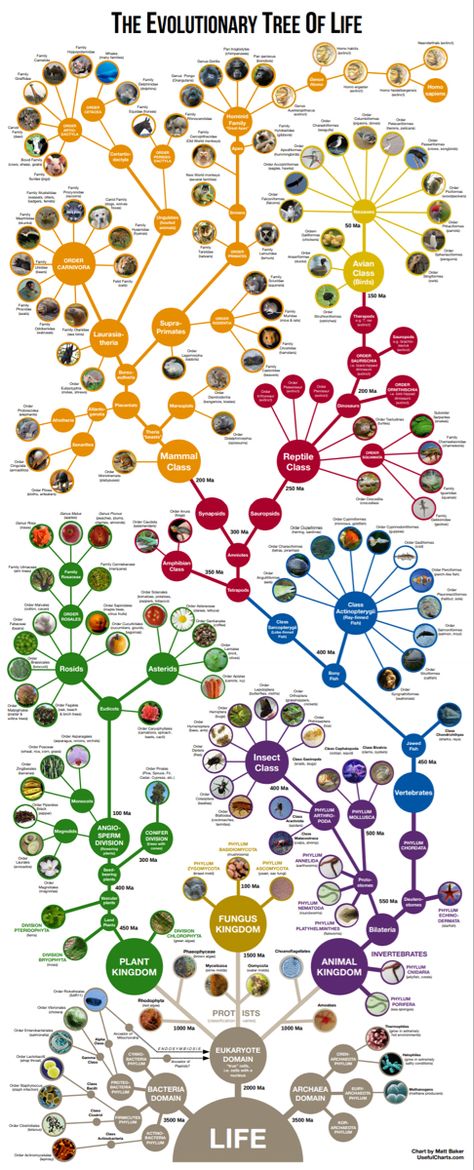 Tree Of Life Biology, Evolutionary Tree, Mind Map Art, Biology Activity, Process Of Evolution, Science Chart, Evolution Of Life, Science Infographics, Biological Science